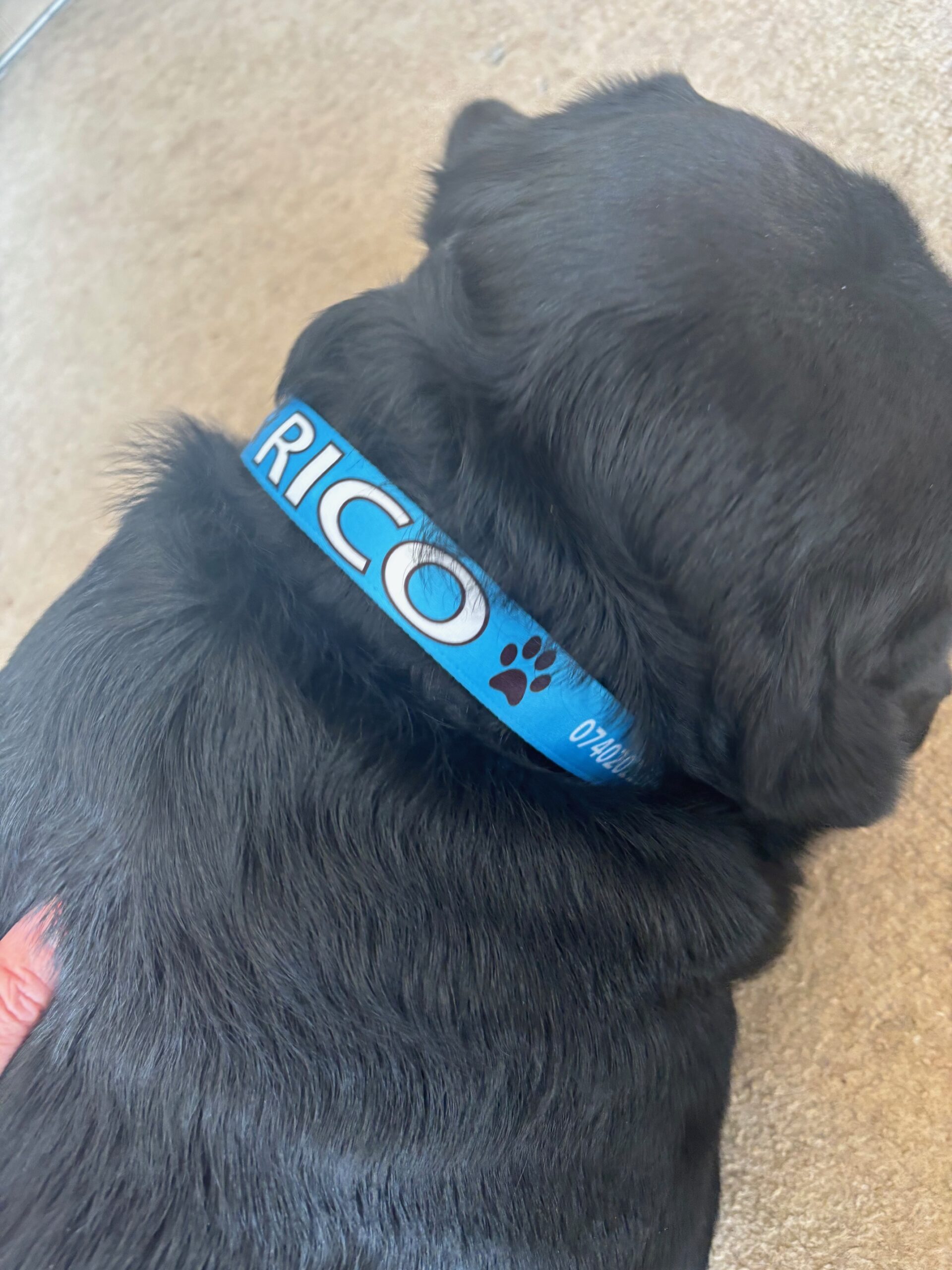 Personalised Dog Collar - Image 2